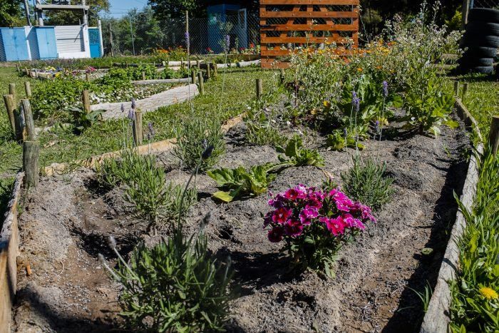 La huerta en casa: Guaymallén regala semillas 