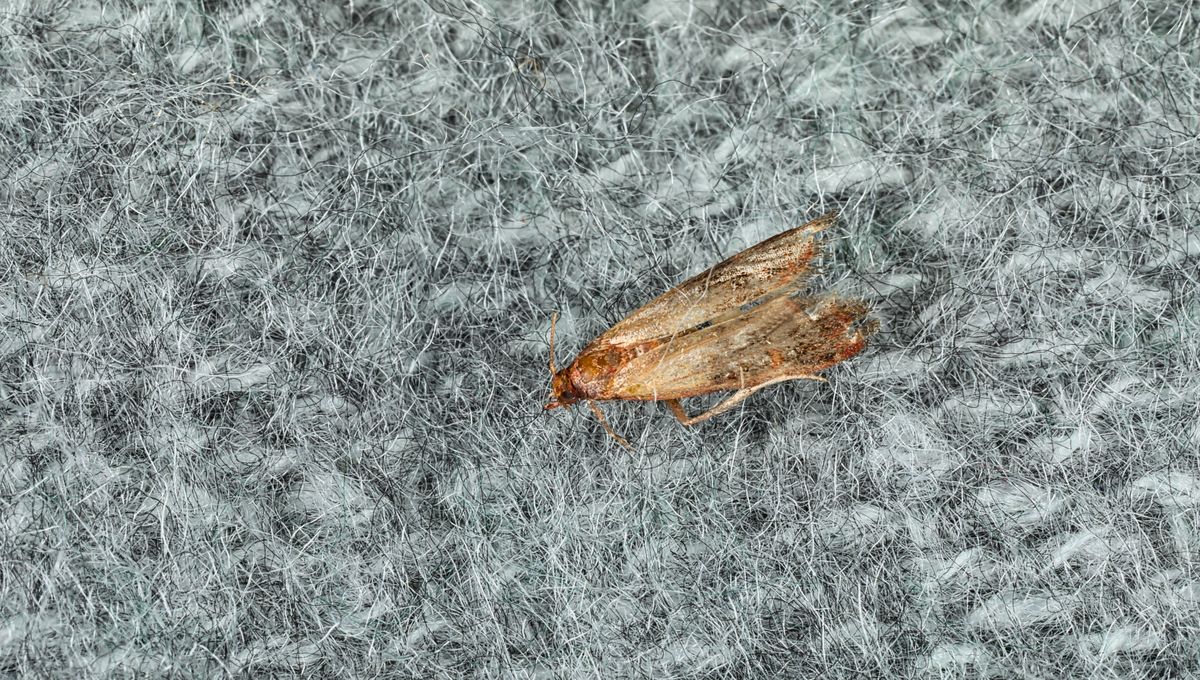 La limpieza es clave para evitar la presencia de plagas en el hogar La limpieza es clave para evitar la presencia de plagas en el hogar