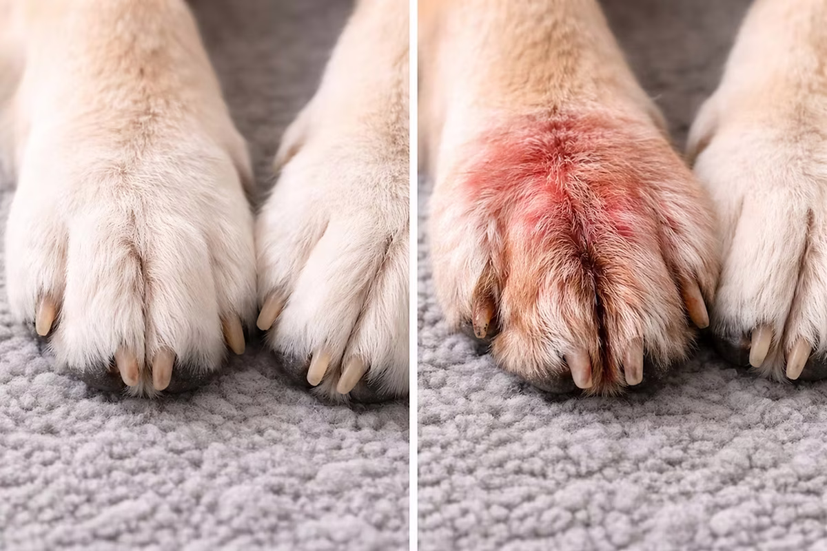 Las patas de tu perro pueden tomar un color rojizo por diferentes motivos. Las patas de tu perro pueden tomar un color rojizo por diferentes motivos. 