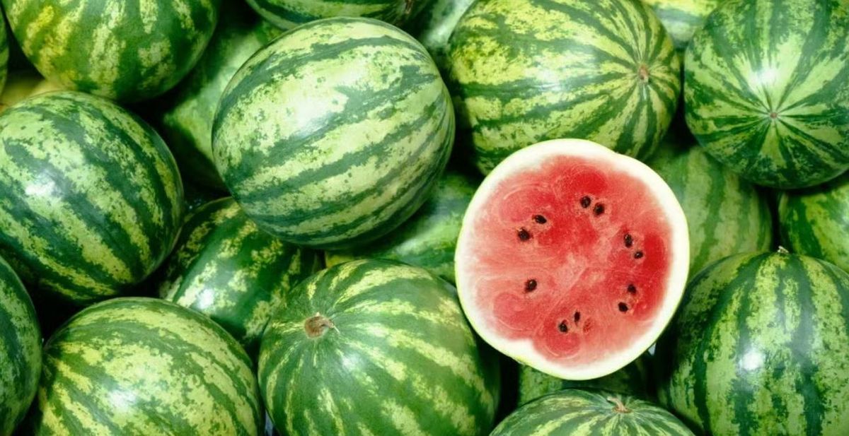 La sandía es la reina del verano, conocé sus múltiples y excelentes beneficios La sandía es la reina del verano, conocé sus múltiples y excelentes beneficios