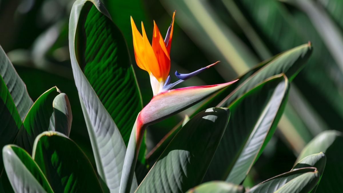 Estas plantas pueden darle un plus a la decoración del hogar.