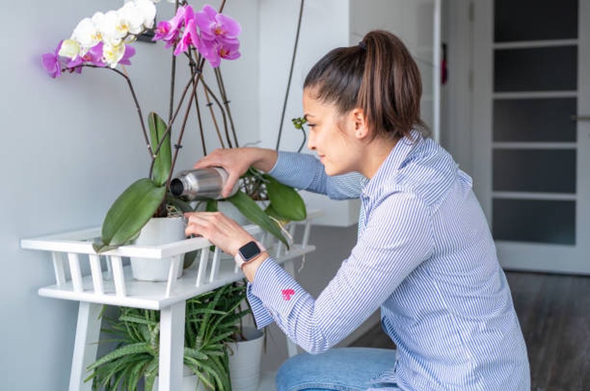 Así debe ser el riego de tu orquídea en septiembre. Así debe ser el riego de tu orquídea en septiembre.