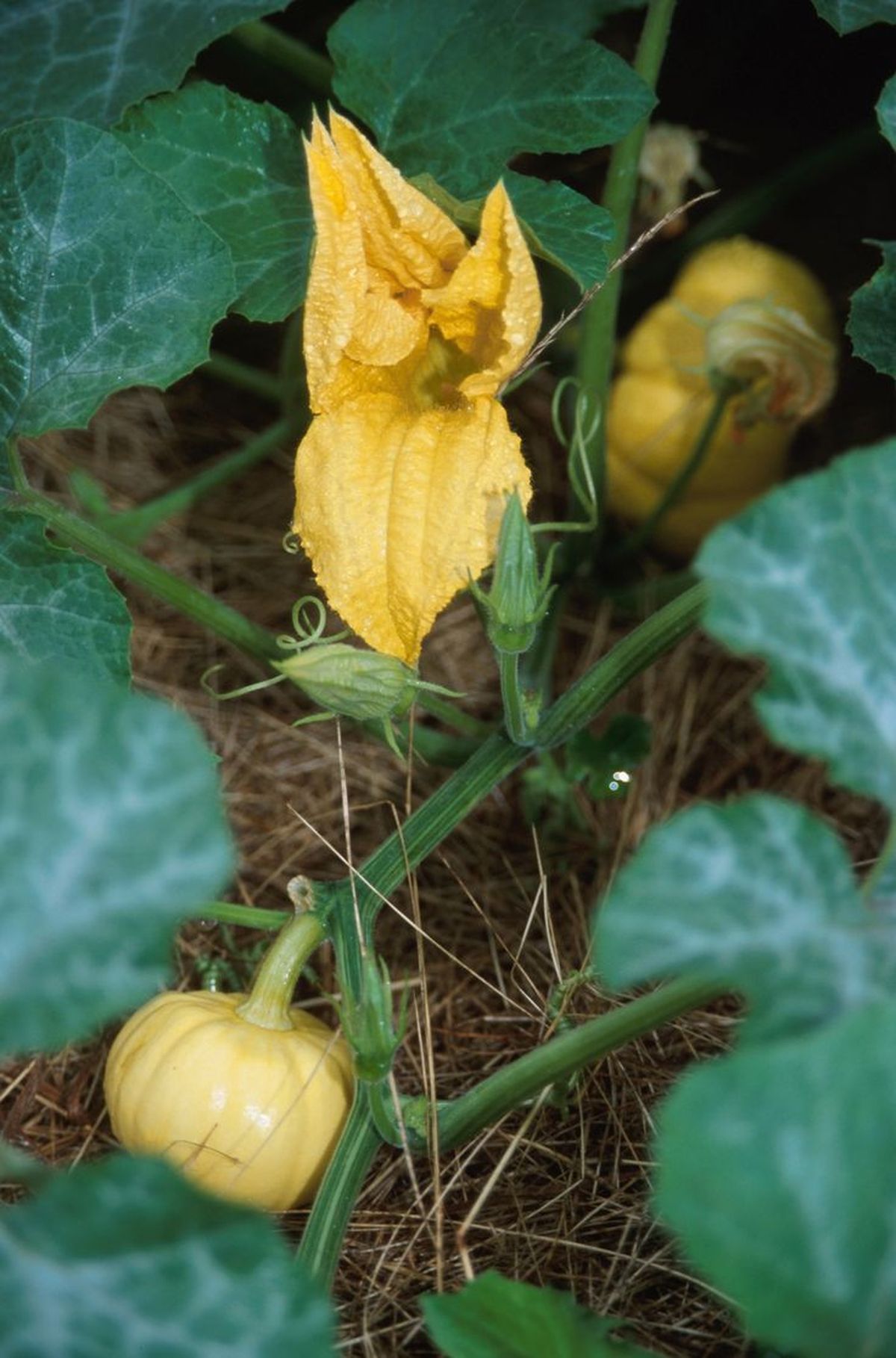Las plantas de calabazas se pueden sembrar o cultivar. Imagen: Freepik. Las plantas de calabazas se pueden sembrar o cultivar. Imagen: Freepik.