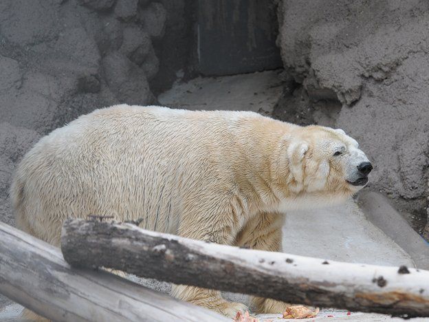 Arturo, el oso turista