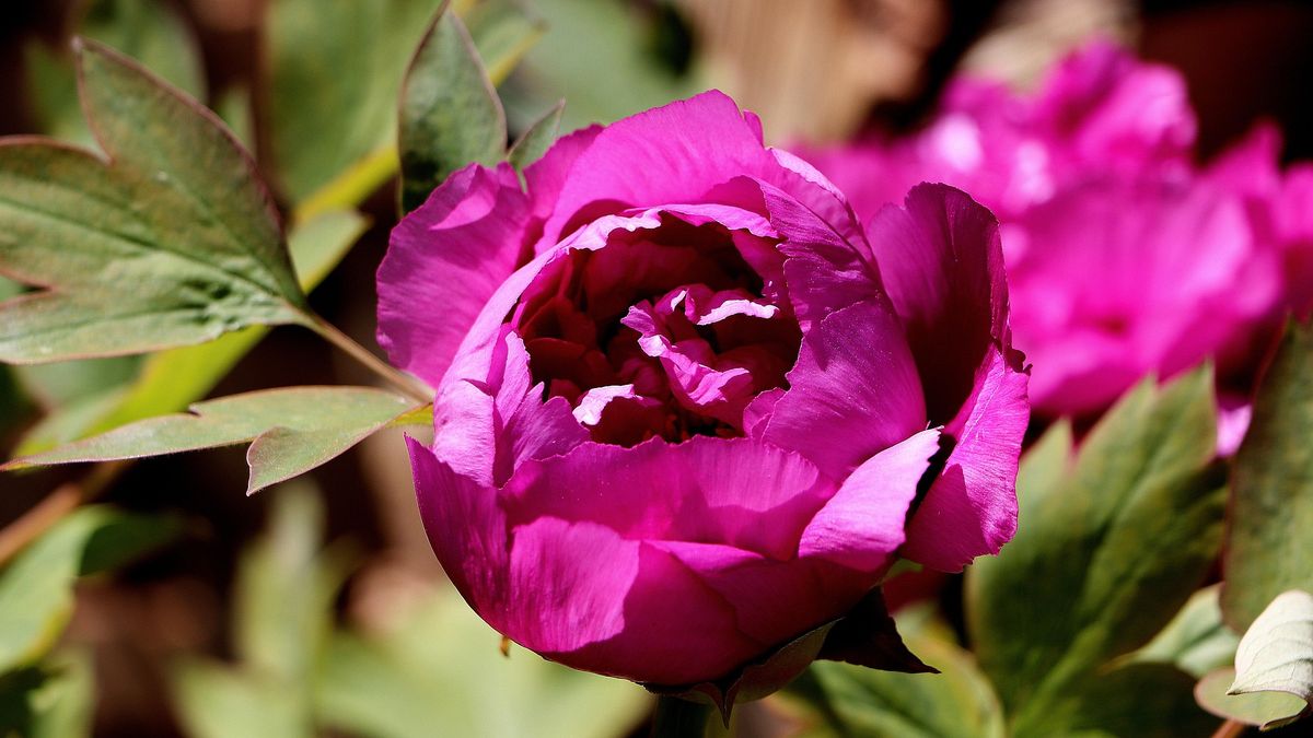 Esta encantadora planta se destaca por sus flores coloridas, delicadas y exclusivas. Imagen: Pexels.