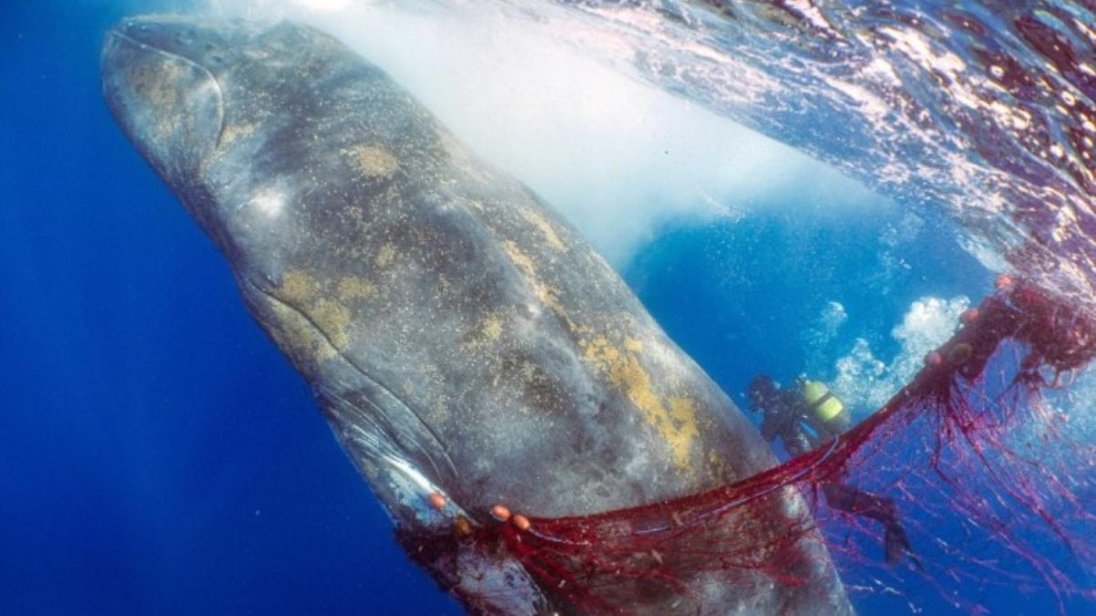 Buzos intentan rescatar a una ballena jorobada atrapada en una red de pesca en los mares españoles, en mayo de 2023 (Imagen: Alamy). Buzos intentan rescatar a una ballena jorobada atrapada en una red de pesca en los mares españoles, en mayo de 2023 (Imagen: Alamy).