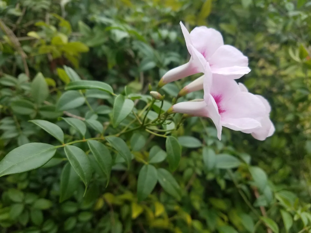 La bignonia blanca tiene flores tubulares. Imagen: Freepik.