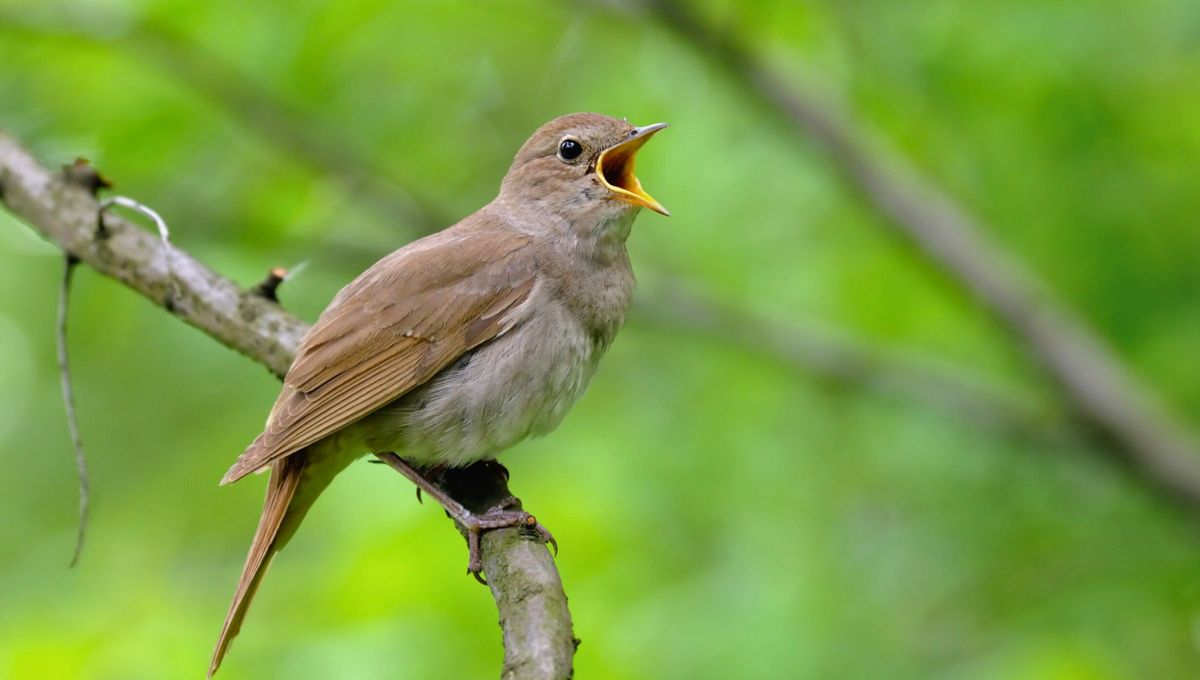El Luscinia Megarhynchos es el nombre científico por el que se conoce al ruiseñor. El Luscinia Megarhynchos es el nombre científico por el que se conoce al ruiseñor.