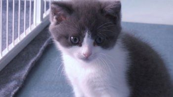 Una empresa china clonó un gato por primera vez
