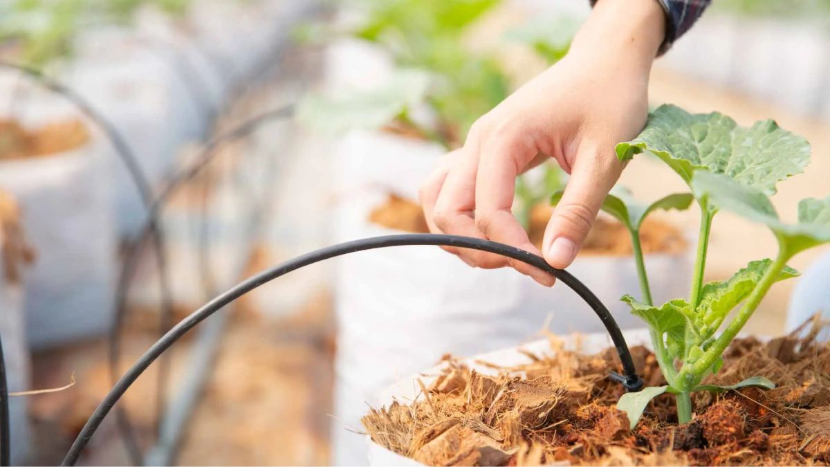 Truco para hacer un riego por goteo casero.