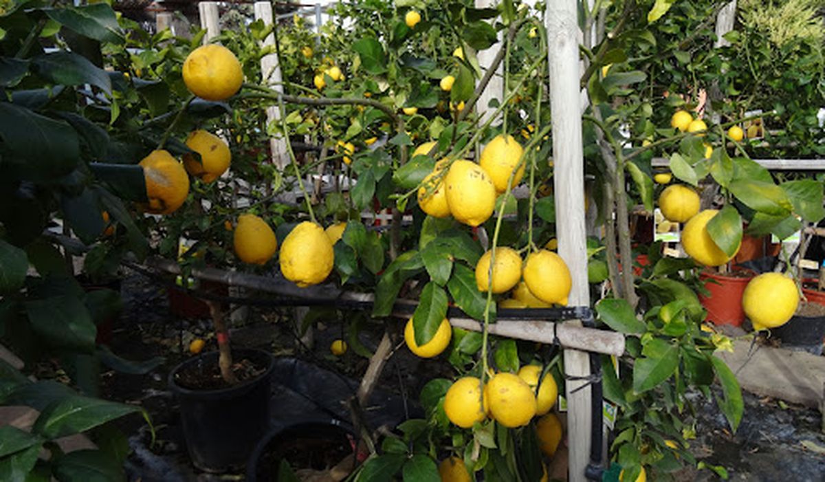 Hay pocas cosas más ricas que un limón sembrado en casa. Hay pocas cosas más ricas que un limón sembrado en casa.