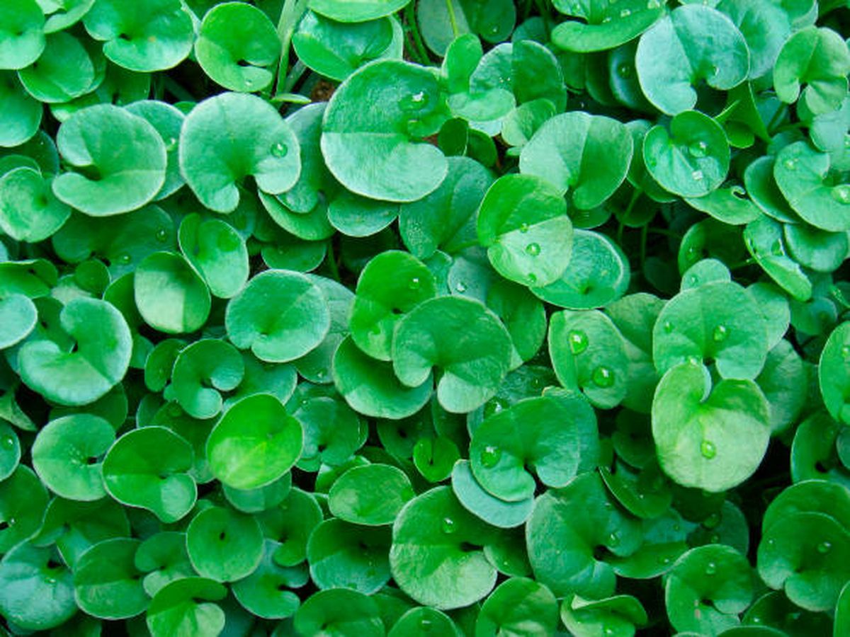 Dichondra repens, la planta que llega para reemplazar al c&eacute;sped.