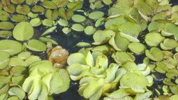 Estos helechos crecen en un ambiente acuático. Cuando se reproducen en grandes colonias absorben el oxígeno del agua.