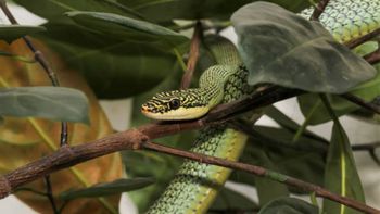 Pocos lo saben: el árbol que jamás debes tener en el jardín porque atrae serpientes