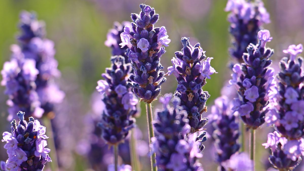 La lavanda es una de las plantas que mejor soporta los fuertes rayos del sol.
