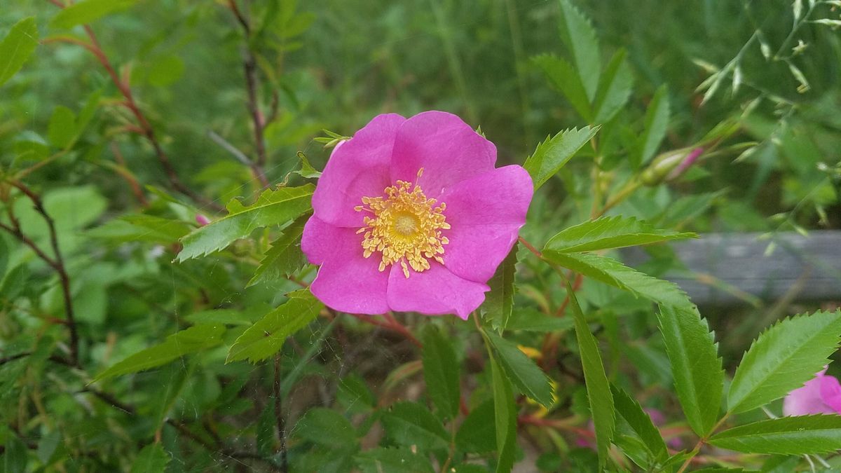 Rosa de Virginia. Rosa de Virginia.