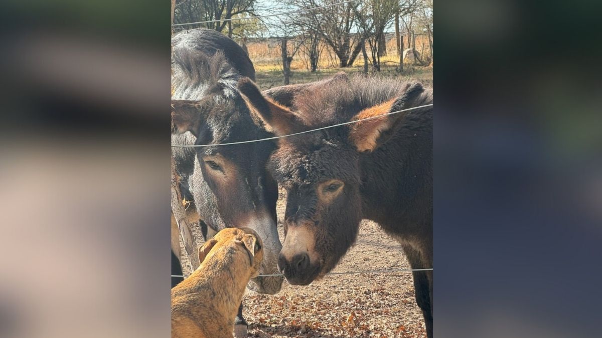 Ofrecieron una recompensa para quien aporte datos para saber quién le robó la burra Lola a la familia Furlotti de una finca de San Carlos.