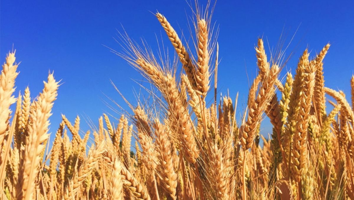 La tecnología creada en Argentina que cambió la agricultura del mundo