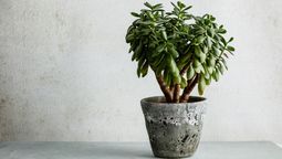 Árbol de Jade: cómo conseguir esquejes y reproducir esta suculenta