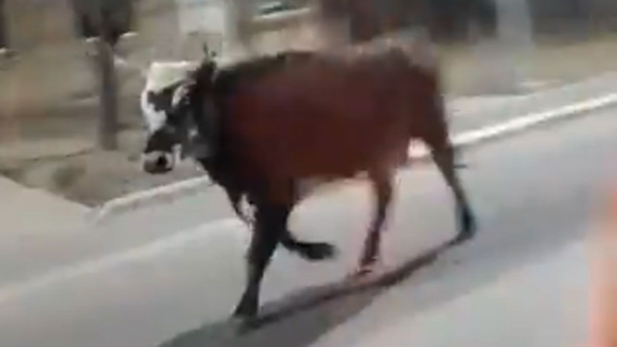 Se trata de una vaca cachuda que escapó y deambula por Maipú. La Policía Rural la busca intensamente.
