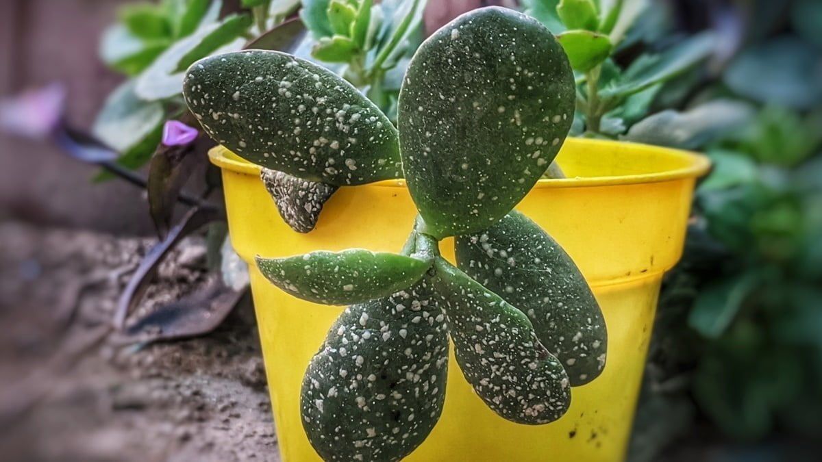 Cómo combatir las manchitas blancas en el árbol de Jade