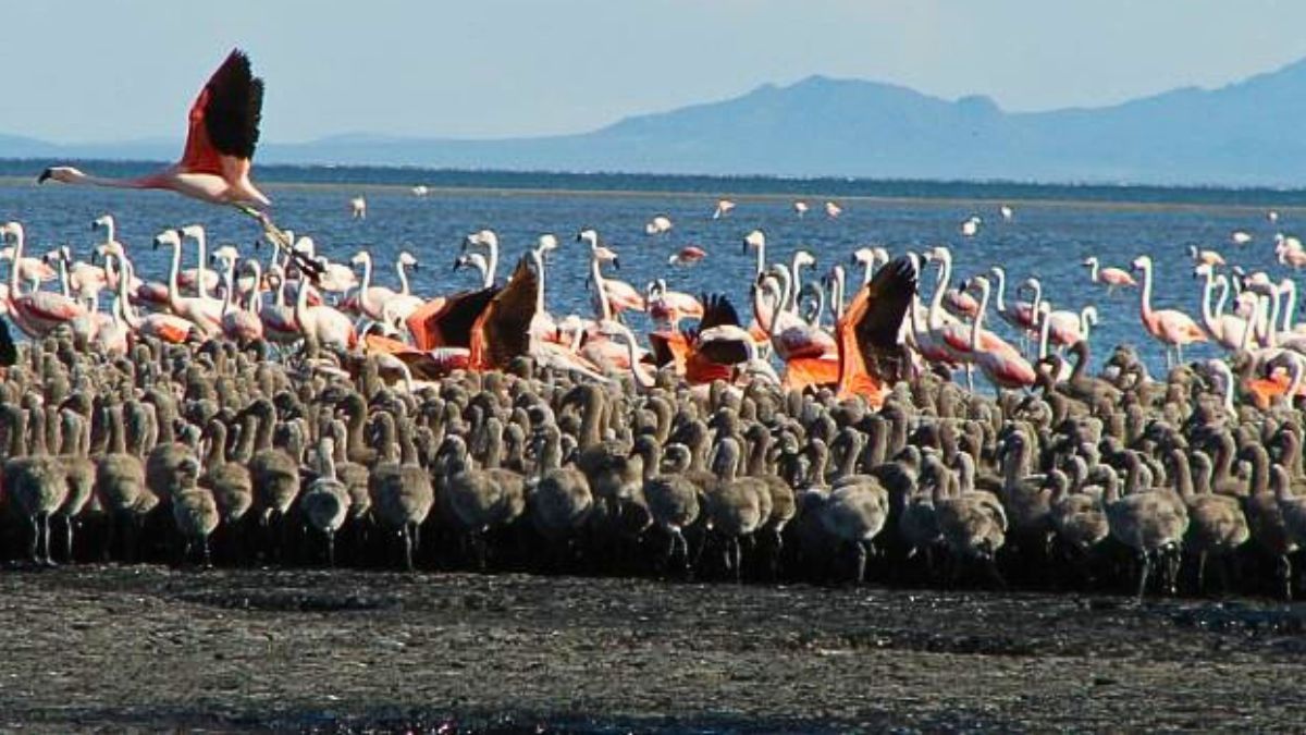 Llancanelo se consolida como humedal clave para aves migratorias y recibe aval internacional