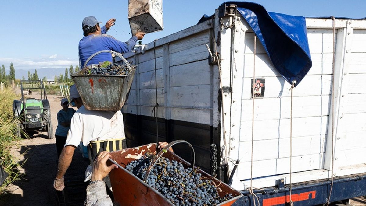 La cosecha es una actividad desconocida para muchos mendocinos. Imagen ilustrativa.