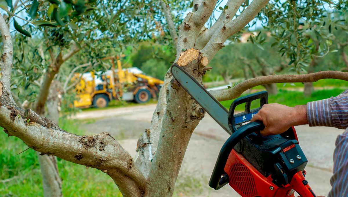 ¿Quién es el dueño del árbol frente a tu casa?