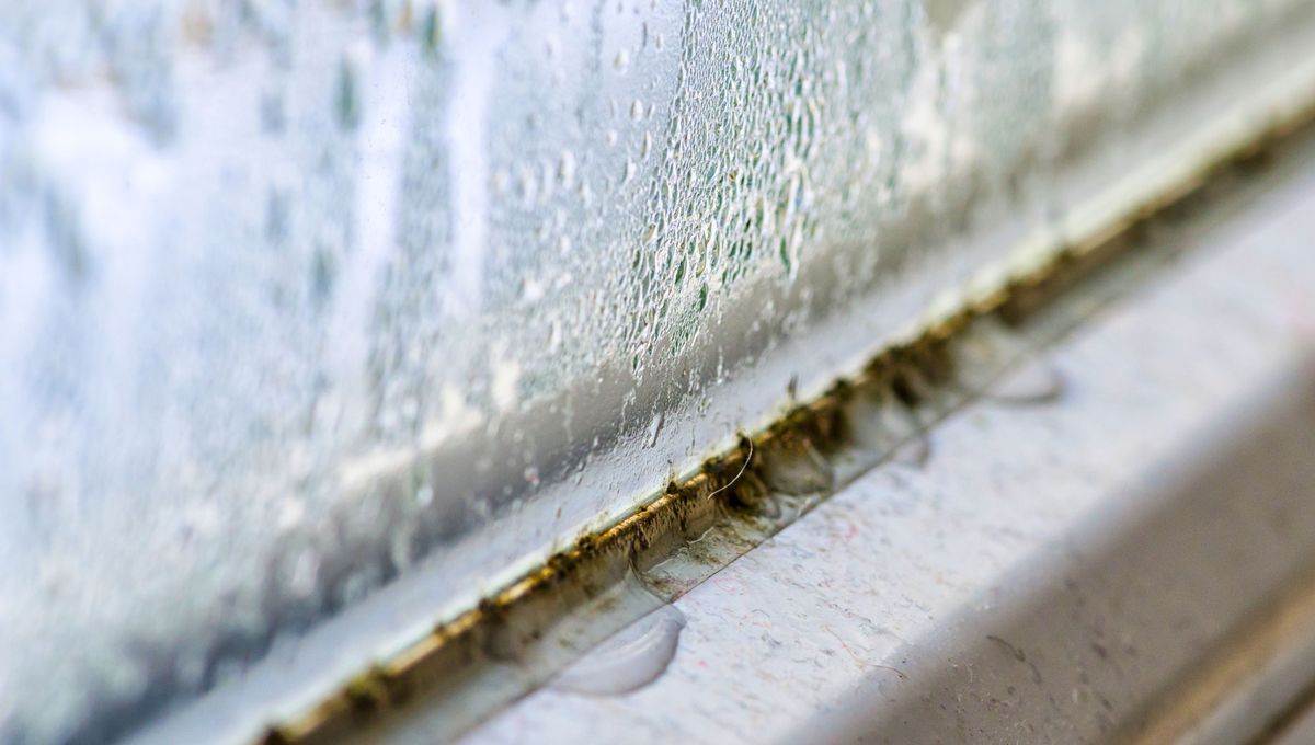 Si has notado gotas en los cristales o un olor característico en los armarios, no necesitas gastar una fortuna en aparatos eléctricos. Si has notado gotas en los cristales o un olor característico en los armarios, no necesitas gastar una fortuna en aparatos eléctricos.