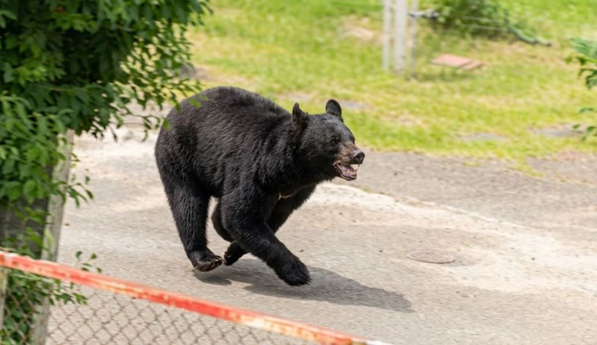 El gigante oso fue captado por una cámara de seguridad en Fukushima. Foto: X