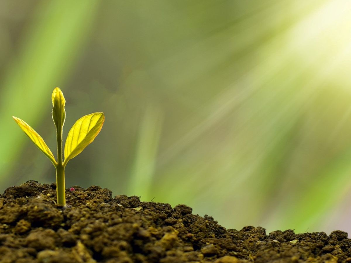 Este truco casero ayuda a que las plantas realicen mejor la fotosíntesis Este truco casero ayuda a que las plantas realicen mejor la fotosíntesis