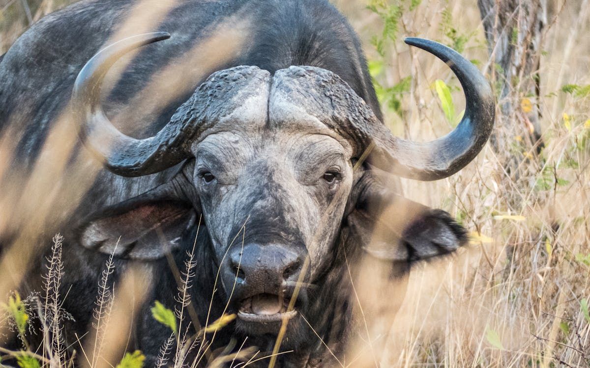 Cazador cazado. Un cazador millonario fue embestido por un búfalo de 1300 kilos y lo mató. El empresario estaba de safari en Sudáfrica.