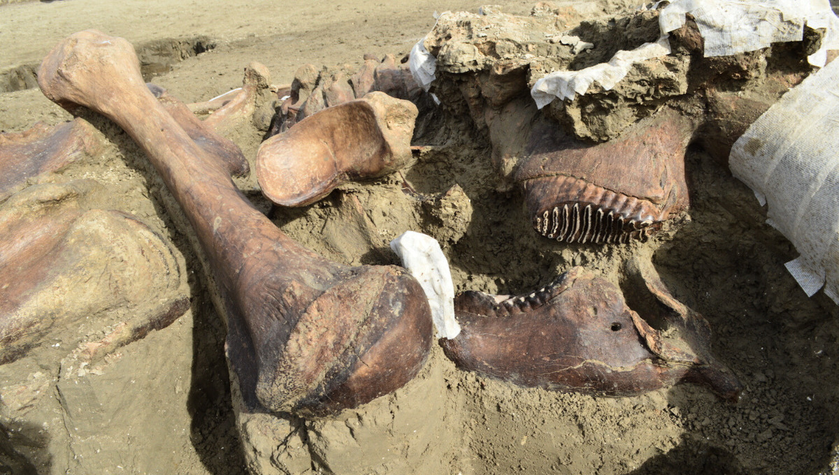 A finales de 2019, el mundo&nbsp;quedó impactado a raíz de un ancestral descubrimiento