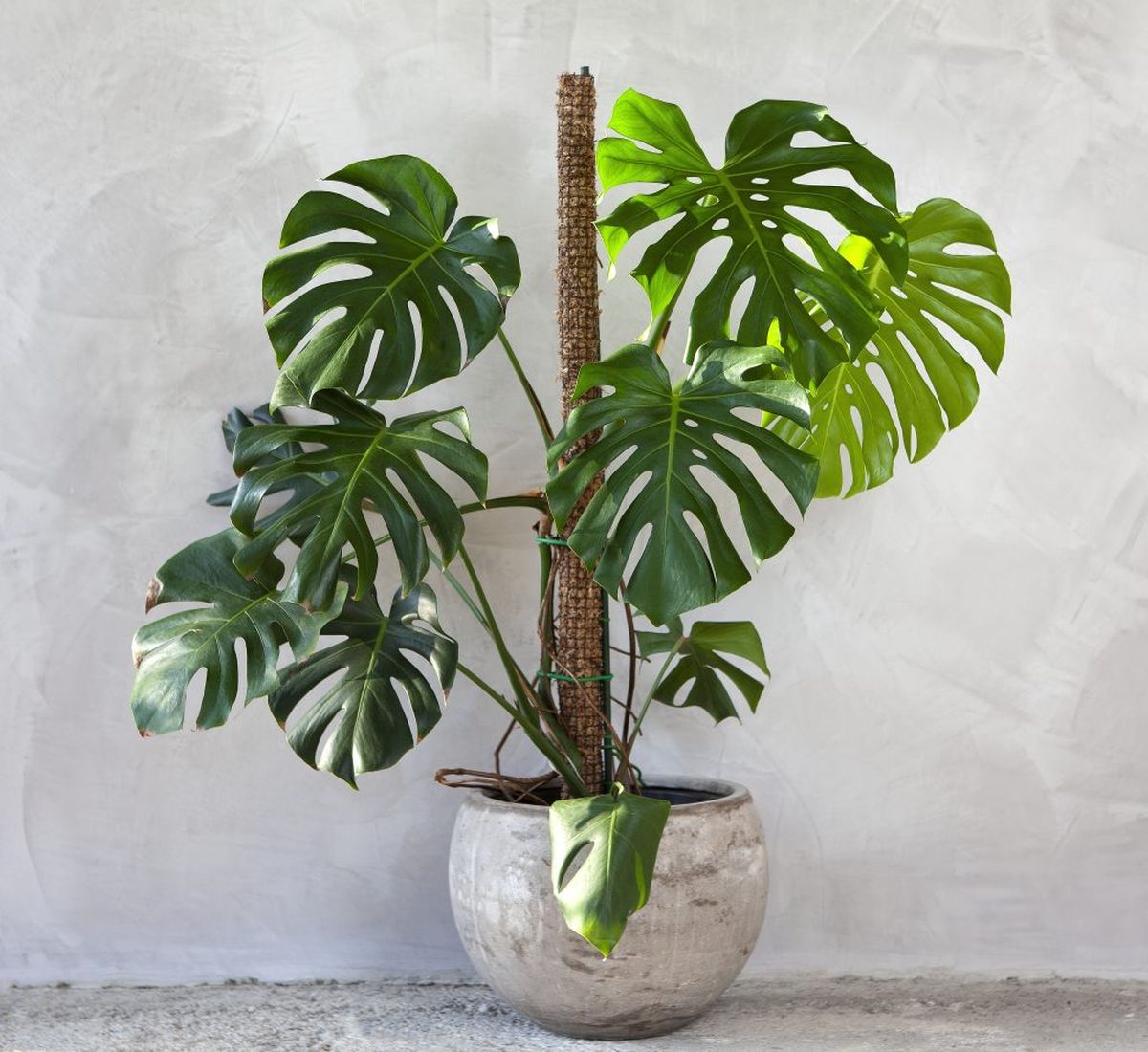 Esta planta ha vuelto a estar de moda por los grandes beneficios que ofrece Esta planta ha vuelto a estar de moda por los grandes beneficios que ofrece