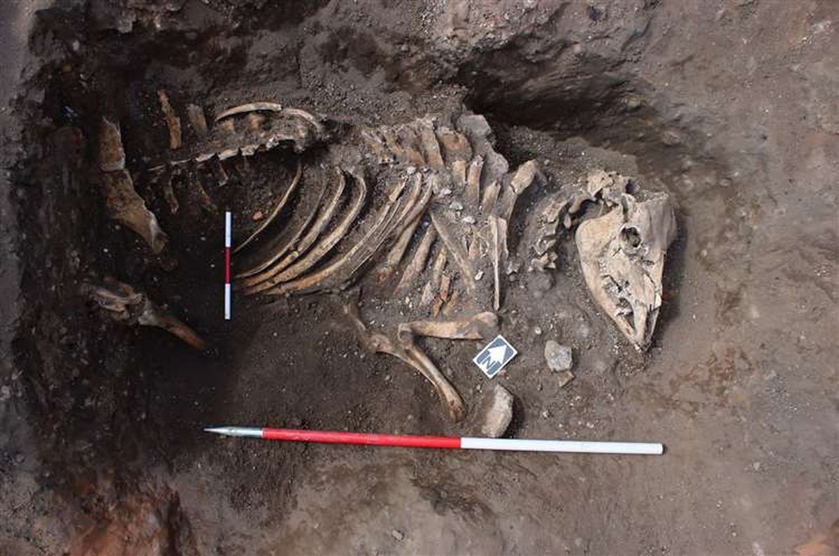 En entierro de un caballo fue el descubrimiento más sorprendente. En entierro de un caballo fue el descubrimiento más sorprendente.