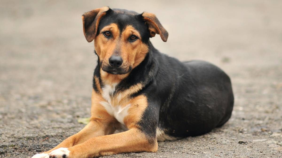 Cuántos años viven los perros que no son de raza. Cuántos años viven los perros que no son de raza.