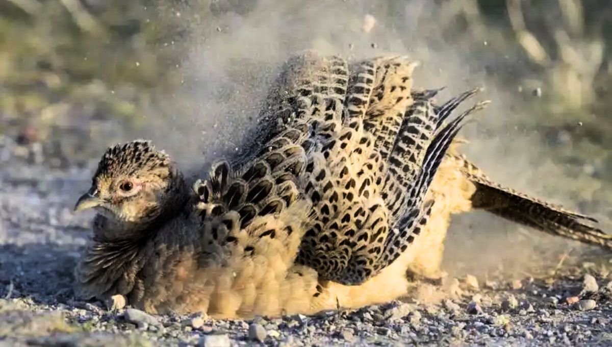 Por qué los pájaros se bañan en tierra y qué significa este extraño comportamiento