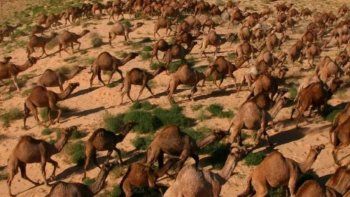 ¡Desgarrador! Australia envió francotiradores a asesinar a más de 5.000 camellos desde helicópteros