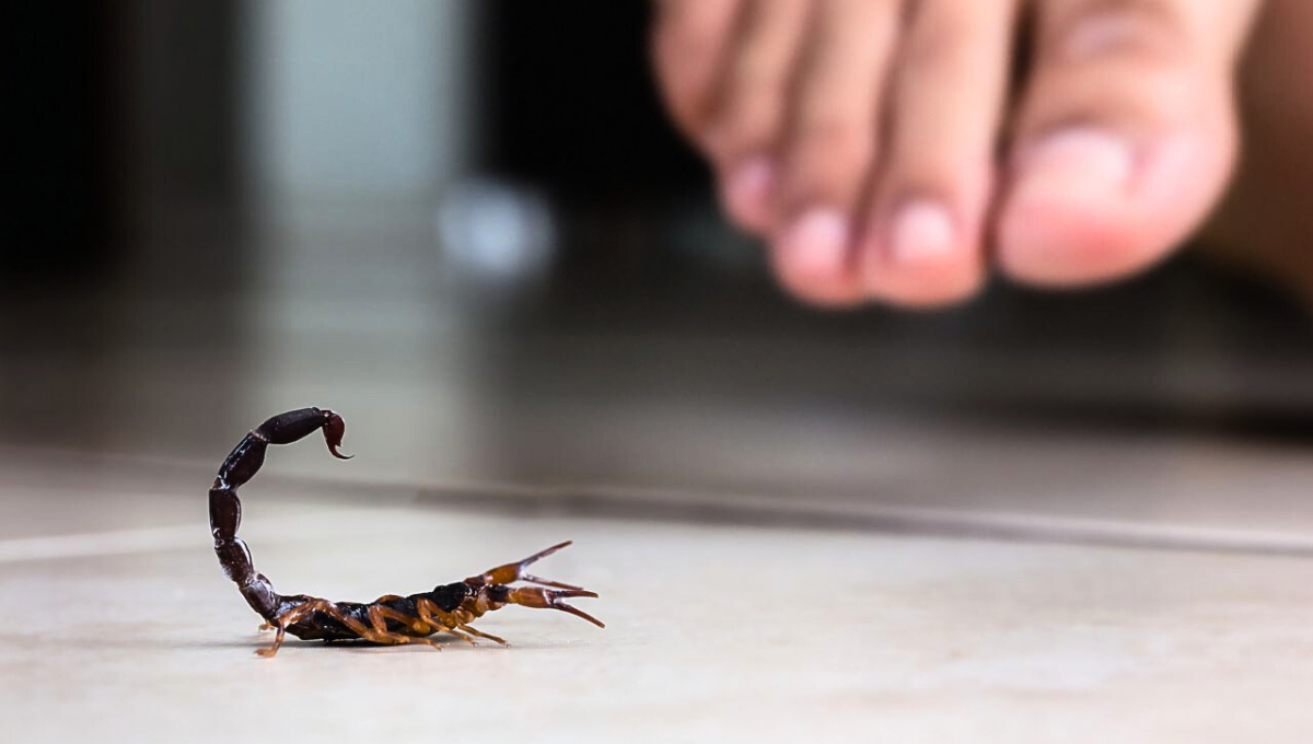 Las picaduras de los alacranes suelen ser inofensivas, aunque las de algunas especies son mortales