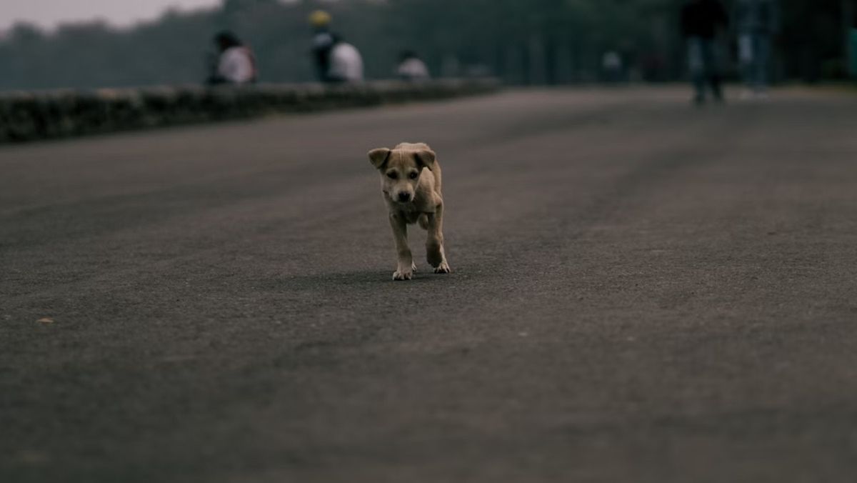 Detallaron todos los pasos previos que deben cumplir antes de la captura de perros sueltos en las calles de Godoy Cruz.