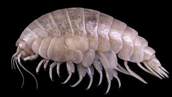 Descubrieron una nueva especie en lo más profundo del océano: su organismo tiene partículas de plástico