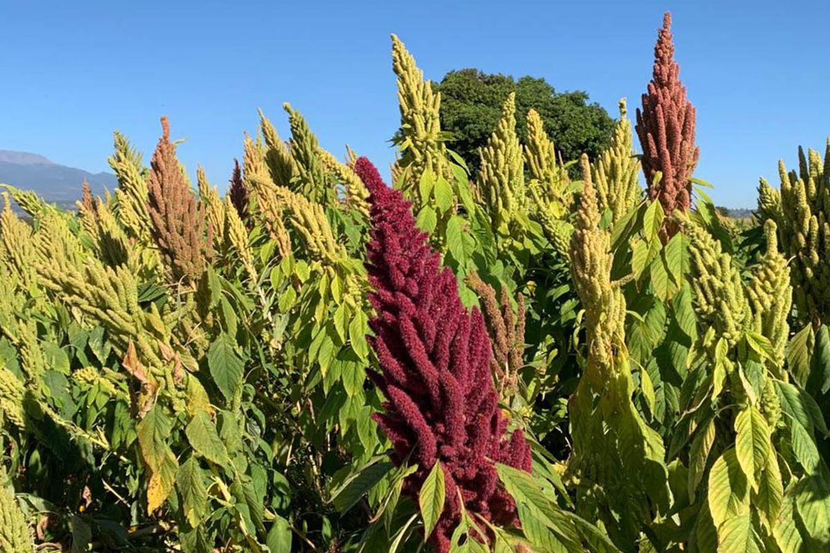 La planta que da origen a este cereal se originó en Latinoamérica. La planta que da origen a este cereal se originó en Latinoamérica.