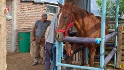 La Asociación Pempa se dedica al rescate de caballos y burros del maltrato animal y faena clandestina.