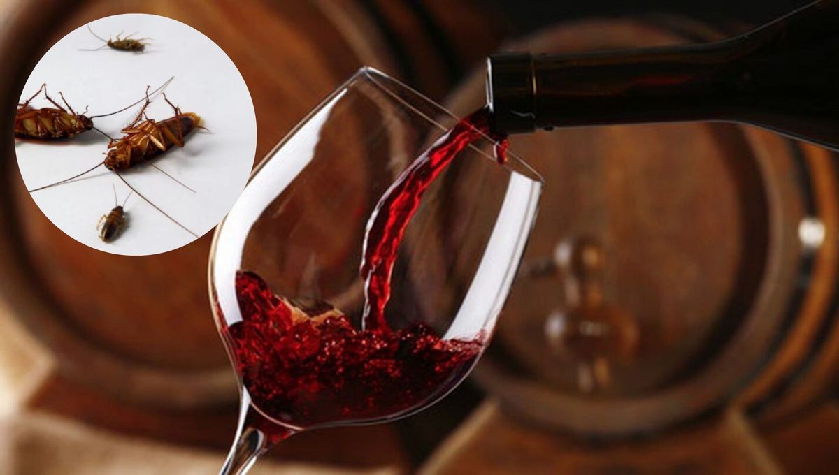 Cómo eliminar a las cucarachas de casa usando un poco de vino tinto: trampa casera efectiva