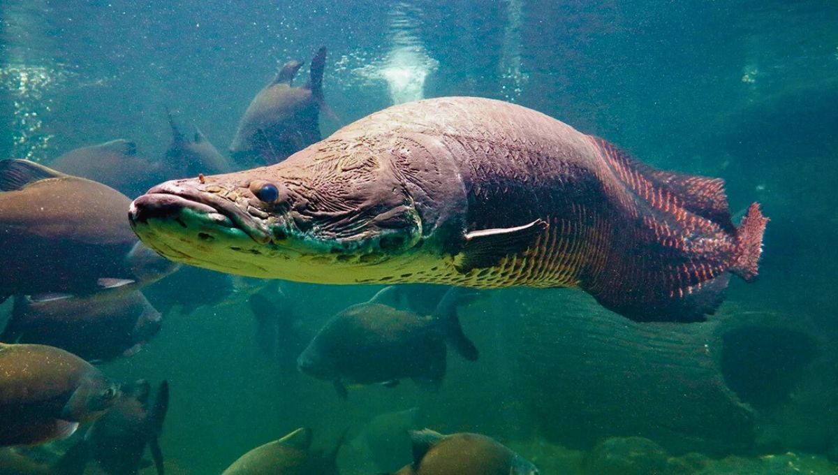 El pez más grande del planeta Tierra vive en América del Sur: alcanza los tres metros y 226 kilos