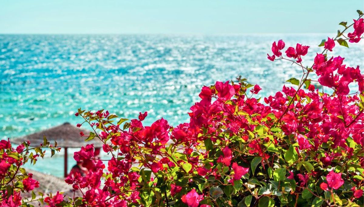 Por qué recomiendan regar con agua y ajo la planta de buganvilla