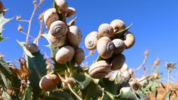 Evita que los caracoles se acerquen a tus plantas usando tapitas de cerveza: el eficaz truco