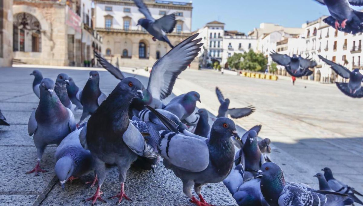 El gobierno pide no alimetar a esta conocida ave 