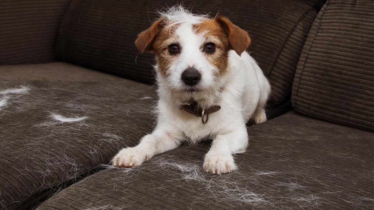 Olvidate de los pelos en el sillón con este efectivo truco de limpieza