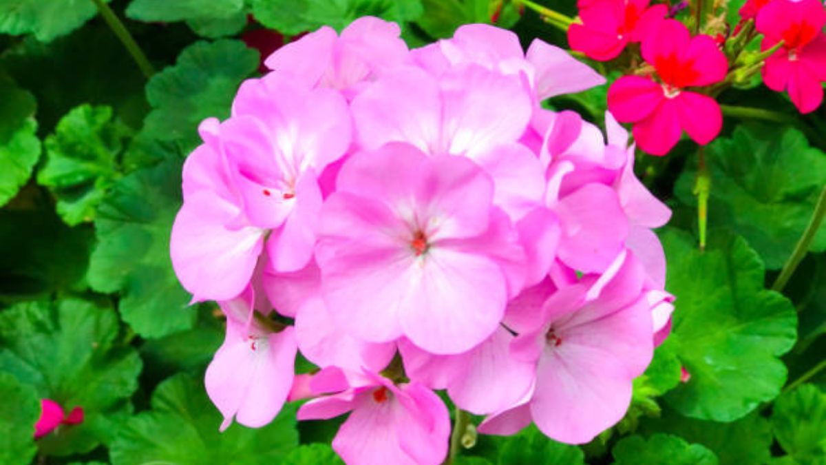 Así debes cuidar de tus geranios en junio.